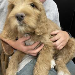 Bernedoodle and Pyredoodle Puppies from Washington Bernedoodles & Pyredoodles