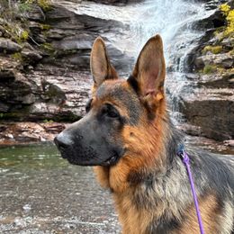 Cooper - German Shepherd