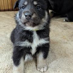 Lapponian Herder Puppies from Maalattu Koirankoppi Lapponian Herders