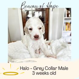 Halo - Apricot male Goldendoodle puppy in Montgomery, Texas from Dacus Doodles