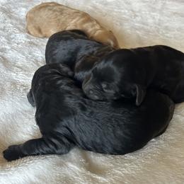 Girl 4 - Tuxedo - Black and white female Cavapoo puppy in Tempe, Arizona from Springerdoodles Plus AZ
