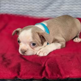 Indy - Lilac female Boston Terrier puppy in Millers Creek, North Carolina from Tumbling Shoals Hilltop Bostons