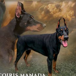 Arcoiris - Doberman Pinscher
