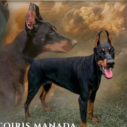 Arcoiris - Doberman Pinscher