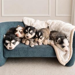 Tiana - Black and white female Pomsky puppy in Wausau, Wisconsin from Arctic Star Pomskies