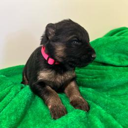 Puppy 9 - Black and tan female German Shepherd puppy in Grand Rivers, Kentucky from Von Frieden German Shepherds LLC