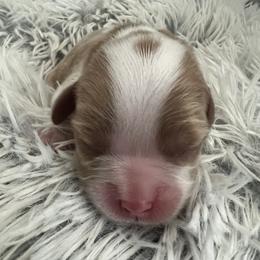 Scrappy Doo - Blenheim male Cavalier King Charles Spaniel puppy in Eastvale, California from Furever After Cavaliers