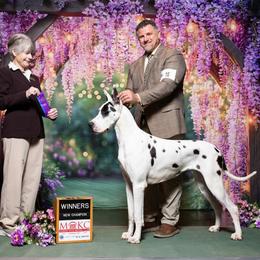 Willow - Great Dane