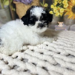 Cavalier King Charles Spaniel, Golden Retriever, and Poodle Puppies from Fluffy Buttz