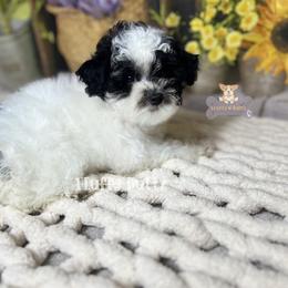 Cavalier King Charles Spaniel, Golden Retriever, and Poodle Puppies from Fluffy Buttz