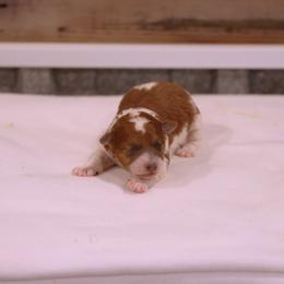 Boy 1 - Red male Whoodle puppy in West Bend, Iowa from Blue Skies Terriers