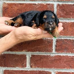 Ice Cream - Green - Phantom male Bernedoodle puppy in Charleston, South Carolina from Palm Belle Doodles