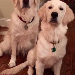 Golden Retriever All Grown Up from White Sand Golden Retrievers