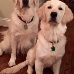 Golden Retriever All Grown Up from White Sand Golden Retrievers