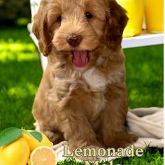 Assorted Doodle Crosses, Bernedoodle, Goldendoodle, and Labradoodle Puppies from Erica’s Doodles