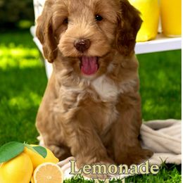 Assorted Doodle Crosses, Bernedoodle, Goldendoodle, and Labradoodle Puppies from Erica’s Doodles