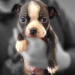 Boston Terriers and Companion Crosses from Bean Creek Bostons