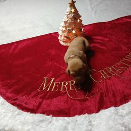 Brown - Golden rust male Vizsla puppy in Maineville, Ohio from Izabella Vizslas