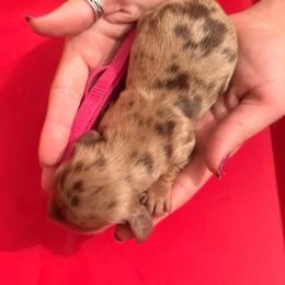 Zero - Dapple female Dachshund puppy in Broomfield, Colorado from Jessi’s Longdog Lounge
