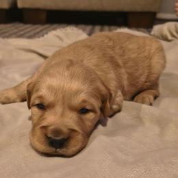 Pine (no collar) - Dark golden male Golden Retriever puppy in Tenino, Washington from Oak River Goldens'