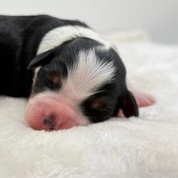 Girl 3 - Tri-color female Bernedoodle puppy in Montverde, Florida from Central Florida Bernedoodles