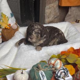 Greenish collar - Merle female Goldendoodle puppy in Sanderson, Florida from Serenity Goldendoodles