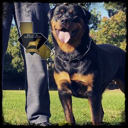 Sage - Rottweiler
