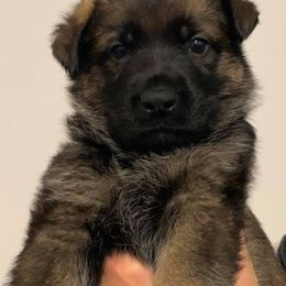 German Shepherd Puppies from Haus Heckfeuer