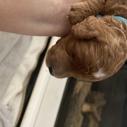 Goldendoodle Puppies from Bo doodles