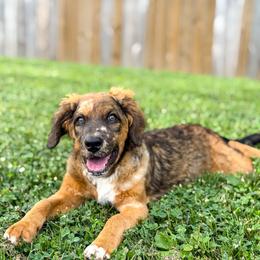 Patsy - Unfurnished Coat - female Australian Mountain Doodle puppy in Pittsburgh, Pennsylvania from WestPenn Doodles LLC