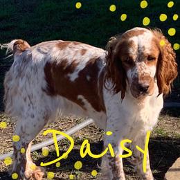 Daisy - English Springer Spaniel