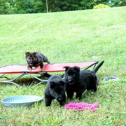 German Shepherd Puppies from Cintron K9