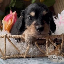 Luca - Serious Inquiries Only - Black and cream male Dachshund puppy in Desloge, Missouri from Snows Doxies