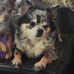 Skye - Merle female Chihuahua puppy in Ashtabula, Ohio from Paw's & Awe's Chihuahuas