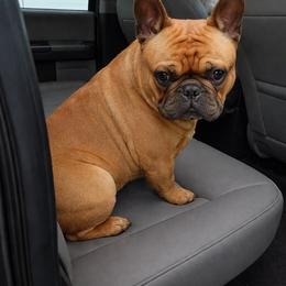 Amos - French Bulldog