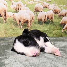 Pickles - Black and white female Border Collie puppy in Avilla, Indiana from Borderline Kennels