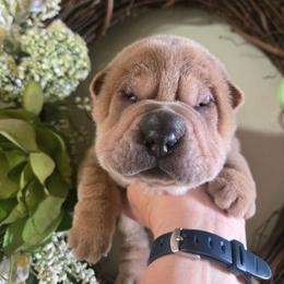 Boy 1 - Isabella dilute male Chinese Shar-Pei puppy in Four Oaks, North Carolina from DCSHARPEI