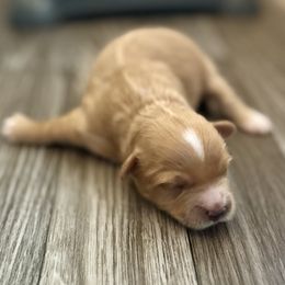 Leroy - Apricot male Maltipoo puppy in Madison, North Carolina from Silverfire Puppies