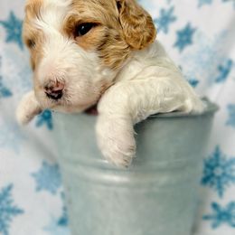 Goldendoodle Puppies from Sunrise Doodles
