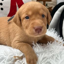 Gray collar - Yellow male Labrador Retriever puppy in Heath Springs, South Carolina from Rich Hill Retrievers