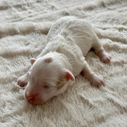 Adrian - Red male Havanese puppy in Wappapello, Missouri from Titanium Havanese LLC