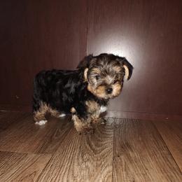 Anna - Black and tan female Yorkshire Terrier puppy in Lapeer, Michigan from Puppy Kisses
