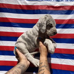 Great Danes from Massive Creations