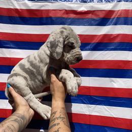 Great Danes from Massive Creations