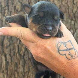 Pink collar - Black and mahogany female Rottweiler puppy in Industry, Illinois from KDKs Kennels