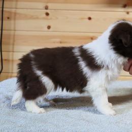 AKC Grand Champion Sired (RM2) - Red male Border Collie puppy in Noble, Oklahoma from CheckItOut Border Collies