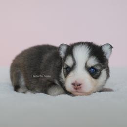 Josephine - Black and white female Pomsky puppy in Loxahatchee, Florida from Cardinal Point Pomskies
