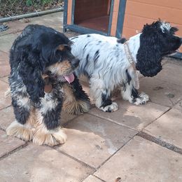 Cocker Spaniel puppies from Mekas Cocker Spaniel