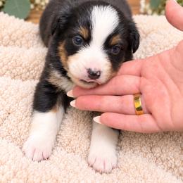 Moss - Black tri male Miniature Australian Shepherd puppy in Oroville, California from Diamond Arrow Aussies