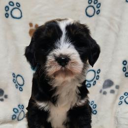 Cheer Bear - Black brown and white female Tibetan Terrier puppy in Lane County, Oregon from Zara Tibetan Terriers
